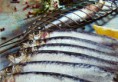 Sardinha (Gr. Méd. Peq.)